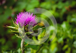 Nature growth thistle