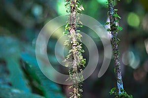 Nature of Gunung Mulu National Park of Sarawak, Malaysia