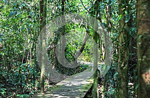 Nature of Gunung Mulu National Park of Sarawak, Malaysia