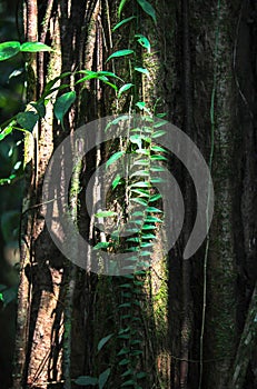 Nature of Gunung Mulu National Park of Sarawak, Malaysia