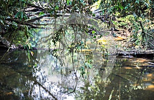 Nature of Gunung Mulu National Park of Sarawak, Malaysia