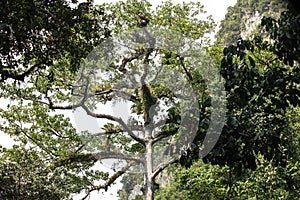 Nature of Gunung Mulu National Park of Sarawak, Malaysia