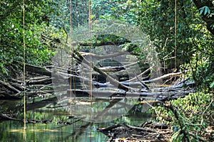 Nature of Gunung Mulu National Park of Sarawak, Malaysia