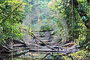 Nature of Gunung Mulu National Park of Sarawak, Malaysia