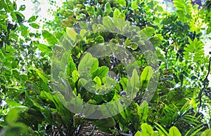 Nature of Gunung Mulu National Park of Sarawak, Malaysia