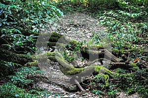 Nature of Gunung Mulu National Park of Sarawak, Malaysia