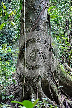 Nature of Gunung Mulu National Park of Sarawak, Malaysia