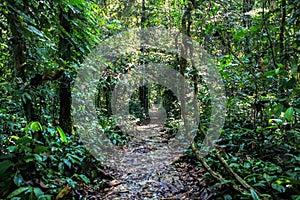 Nature of Gunung Mulu National Park of Sarawak, Malaysia