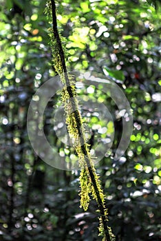 Nature of Gunung Mulu National Park of Sarawak, Malaysia