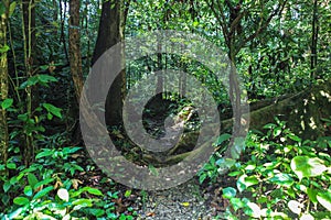 Nature of Gunung Mulu National Park of Sarawak, Malaysia