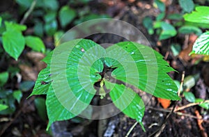 Nature of Gunung Mulu National Park of Sarawak, Malaysia