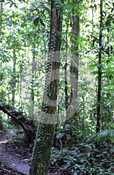 Nature of Gunung Mulu National Park of Sarawak, Malaysia