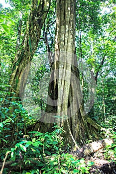 Nature of Gunung Mulu National Park of Sarawak, Malaysia