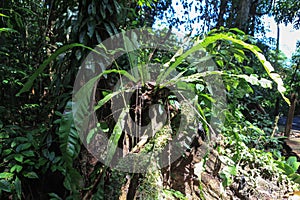 Nature of Gunung Mulu National Park of Sarawak, Malaysia