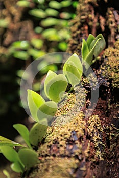 Nature of Gunung Mulu National Park of Sarawak, Malaysia