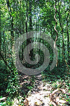 Nature of Gunung Mulu National Park of Sarawak, Malaysia