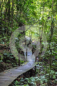 Nature of Gunung Mulu National Park of Sarawak, Malaysia