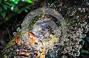 Nature of Gunung Mulu National Park of Sarawak, Malaysia