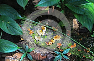 Nature of Gunung Mulu National Park of Sarawak, Malaysia