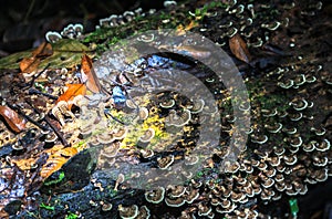 Nature of Gunung Mulu National Park of Sarawak, Malaysia