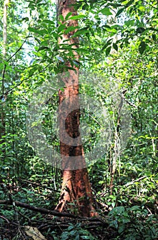 Nature of Gunung Mulu National Park of Sarawak, Malaysia