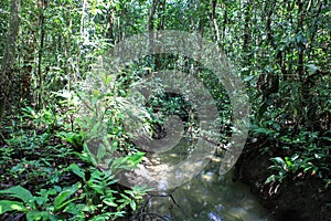 Nature of Gunung Mulu National Park of Sarawak, Malaysia