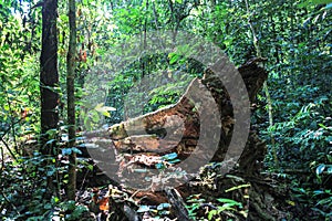 Nature of Gunung Mulu National Park of Sarawak, Malaysia