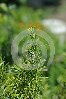 Fresh Organic flavoring Rosemary plants growing photo