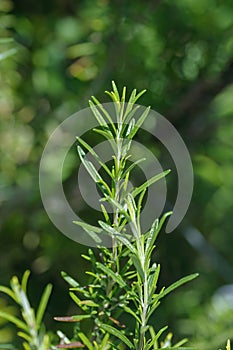 Fresh Organic flavoring Rosemary plants growing photo