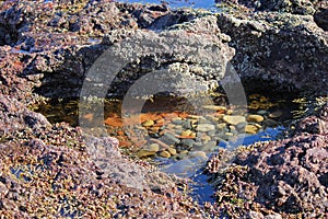 Nature Heart-shaped Natural beach Rock-pool Phillip Island Victoria