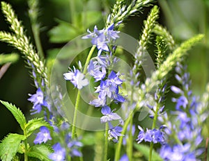 In nature, among the herbs grows veronica teucrium