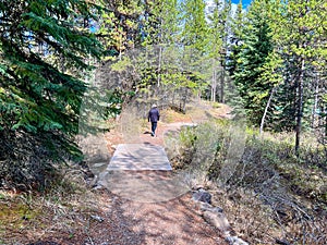 A nature hike to Moose Lake near Jasper, Alberta in Canada Jasper National Park on a sunny day