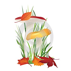 Nature illustration. Mushroom in grass with fall leaves isolated on white background.