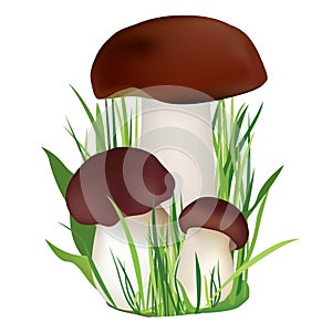 Nature illustration. Mushroom in grass isolated on white background.