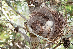 Nature image of egg in nest tree