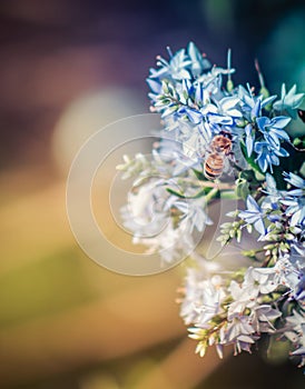 Nature image of a honey bee feeding on hebe flower nectar