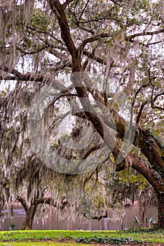 nature image of live oak covered in Spanish moss