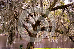 nature image of live oak covered in Spanish moss