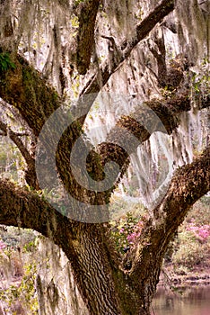 nature image of live oak covered in Spanish moss