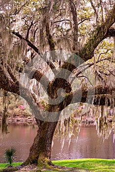 nature image of live oak covered in Spanish moss