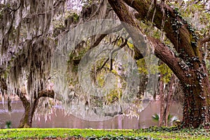 nature image of live oak covered in Spanish moss