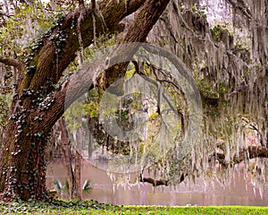 nature image of live oak covered in Spanish moss