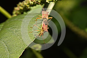 Nature image showing details of insect life: closeup / macro of