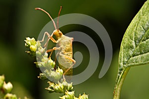 Nature image showing details of insect life: closeup / macro of