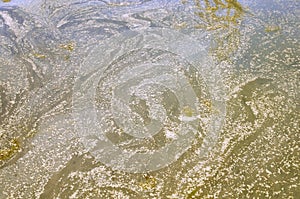 Nature Induced Water Pollution Tree Pollen On and In Water