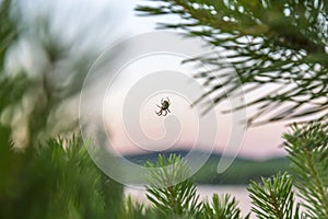 Nature, insect arthropod. The spider sits on a woven web on pine branches in the early morning