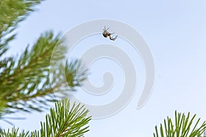 Nature, insect arthropod. Spider sits on a woven web on pine branches