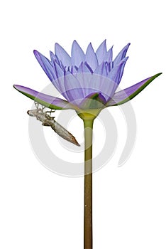 Nature insect molt on flower