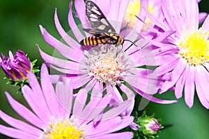 Nature Insect Pollination photo
