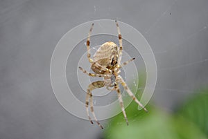 Nature insects macro photography Spider Grasshopper photo